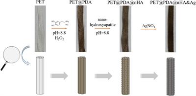 Preparation and Properties of Antibacterial Polydopamine and Nano-Hydroxyapatite Modified Polyethylene Terephthalate Artificial Ligament